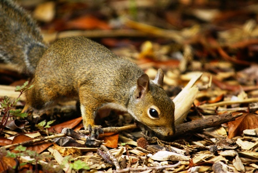 Voici Ben... où est Nuts